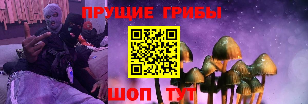 Псилоцибиновые грибы GOLDEN TEACHER  Вход с VPN  Абинск  дарнет шоп  Псилоцибиновые грибы GOLDEN TEACHER 